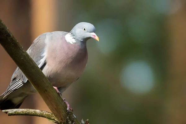 Closeup Cute Common Wood Pigeon Blurred Background — Stock Photo, Image