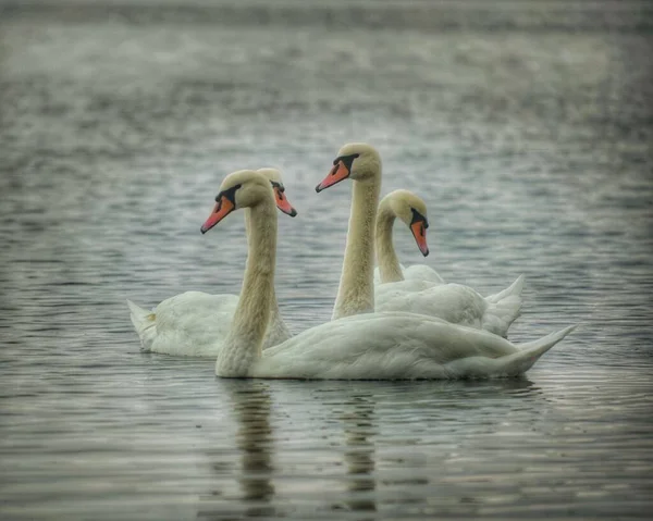 Groupe Cygnes Blancs Gracieux Sur Eau — Photo