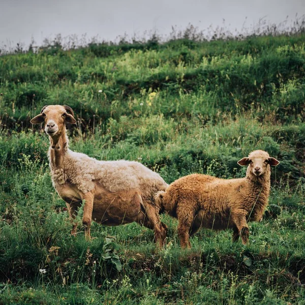 Μια Μητέρα Πρόβατα Στέκεται Όμορφο Αρνί Της Ένα Πράσινο Λιβάδι — Φωτογραφία Αρχείου
