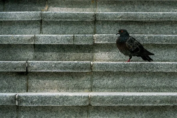 在新加坡的Orchard路 一只鸽子正坐在楼梯上 卧式射击 — 图库照片