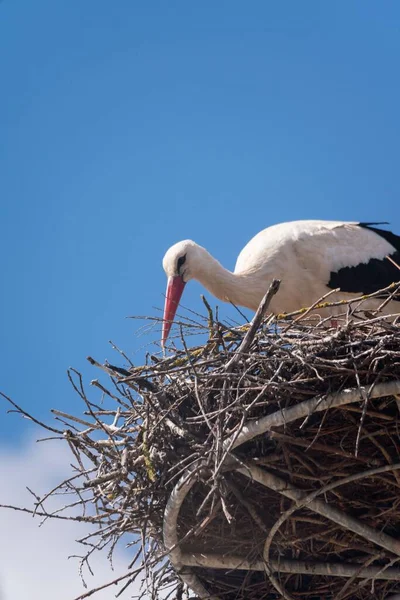 Selective White Stork Ciconia Ciconia Nest — Stock Photo, Image