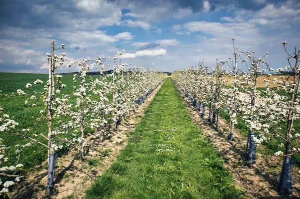 Ein Malerischer Blick Auf Weiße Apfelblüten Die Auf Bäumen Einem — Stockfoto