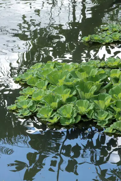 Egy Közeli Felvétel Zöld Virágos Növényekről Víz Tetején — Stock Fotó