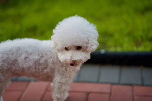 Gros Plan Joli Petit Chiot Bichon Frise Debout Sur Sol — Photo