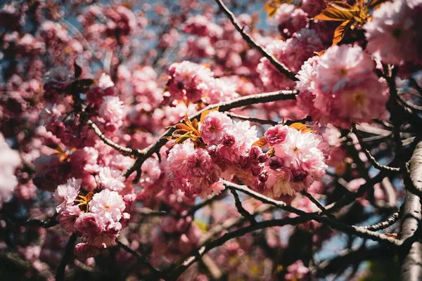 Ένα Κοντινό Πλάνο Ροζ Άνθη Κερασιάς Την Άνοιξη Ιδανικό Για — Φωτογραφία Αρχείου