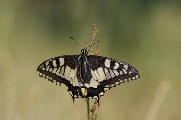 Papillon Mahaon Noir Blanc Sur Une Plante — Photo