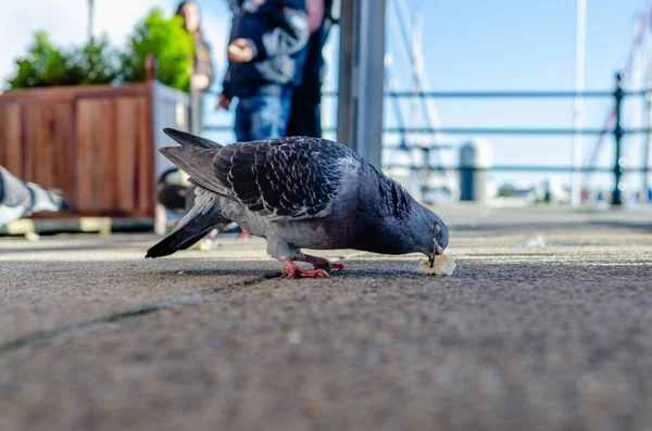 Nahaufnahme Einer Taube Die Brot Auf Einem Gehweg Frisst — Stockfoto