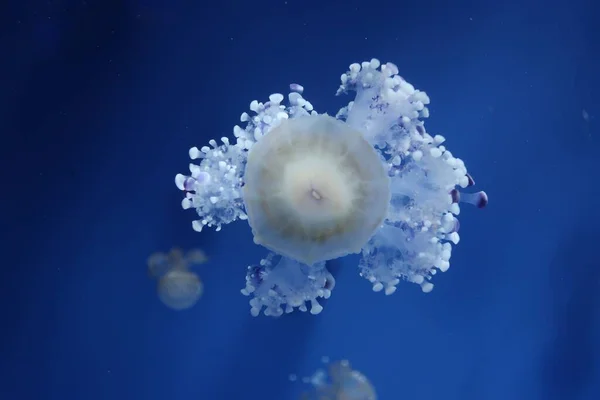 Gros Plan Une Méduse Blanche Sous Marine — Photo