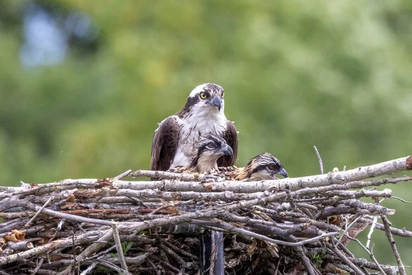 Osprey Děti Hnízdě — Stock fotografie