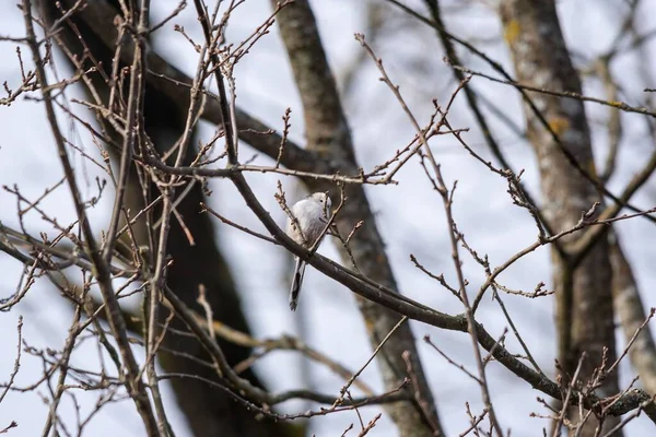 Selective Long Tailed Tit Aegithalos Caudatus Tree — Fotografia de Stock