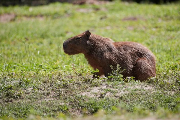 Capybara Dítě Stojí Jezera — Stock fotografie