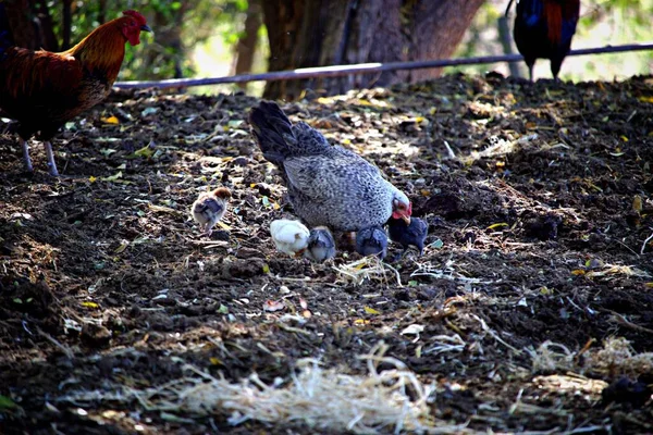 Çiftlikte Diğer Kuşlarla Otlayan Bir Tavuk — Stok fotoğraf