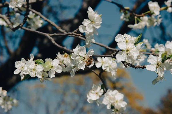 Крупный План Красивых Белых Цветков Вишни Ветке Дерева — стоковое фото