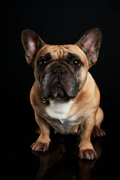 一只可爱的法国斗牛犬在黑暗背景下被隔离的垂直镜头 — 图库照片