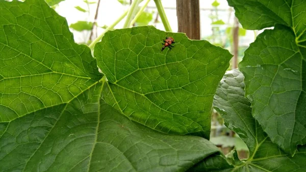 Malý Hmyz Kráčí Listech Okurkové Rostliny — Stock fotografie