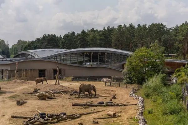 African Elephants Large Exploration Building Barrier New Zoo — Stock Photo, Image