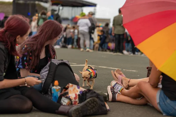 虹色のバンダナを着たチワワが 英国デヴォン州プリオの床に座っている人々のグループを迎えます — ストック写真
