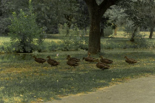 Grupo Close Bonitos Patos Reais Andando Parque Perto Lagoa Skopje — Fotografia de Stock