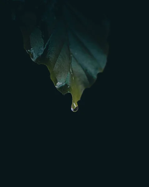 Függőleges Közelkép Egy Zöld Levélről Fekete Háttéren Egy Csepp Vízzel — Stock Fotó