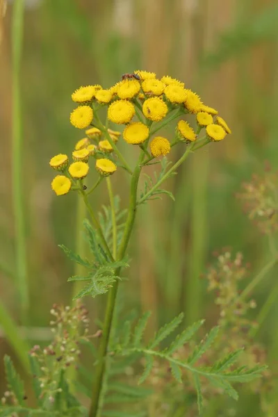 Closeup Beautiful Tansy Tanacetum Vulgare Garden — Stock Photo, Image