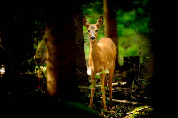 Scenic View Roe Deer Walking Forest Looking Camera — Stock Photo, Image