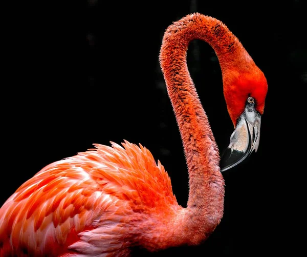 Vacker Rosa Flamingo Isolerad Svart Bakgrund — Stockfoto