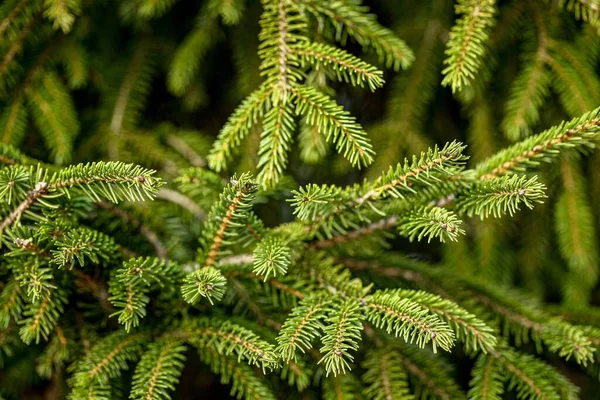 Gros Plan Branches Épinette Idéal Pour Les Milieux — Photo