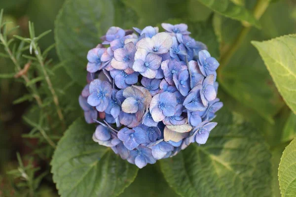 Primer Plano Hortensias Azules Creciendo Jardín —  Fotos de Stock
