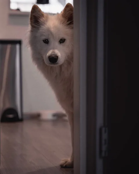 Vertical Shot Adorable Samoyed Dog — Stock Photo, Image