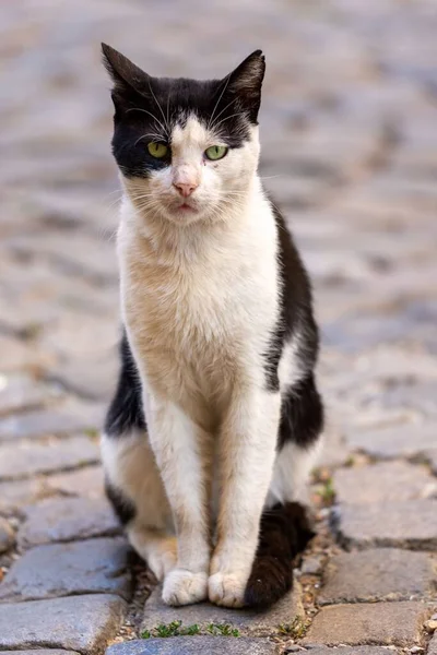 Straßenkatzen Einer Städtischen Umgebung — Stockfoto