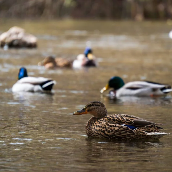 Group Ducks Resting River Surface Daytime — Stock Photo, Image