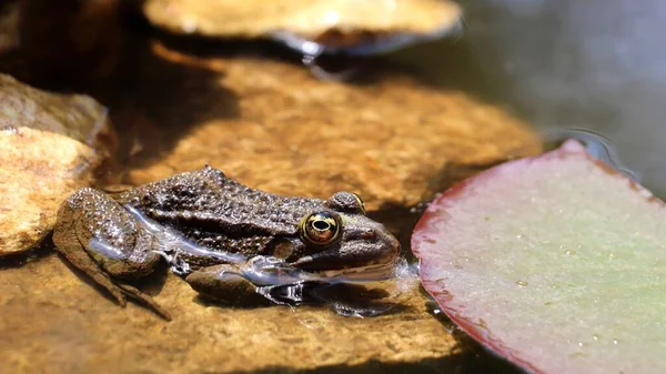 연못에 담그고 개구리의 — 스톡 사진