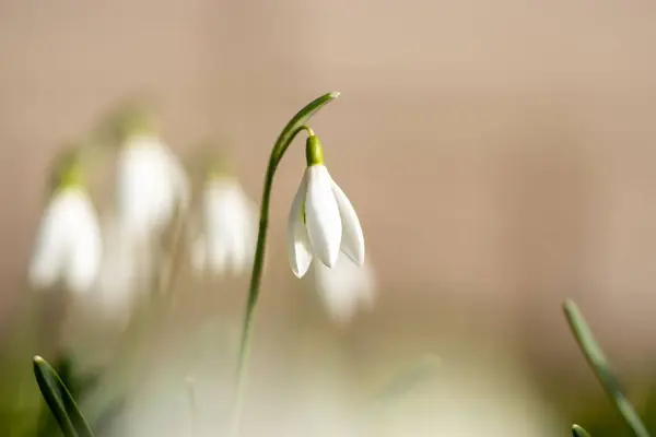 Gros Plan Une Belle Fleur Chute Neige Sous Lumière Soleil — Photo