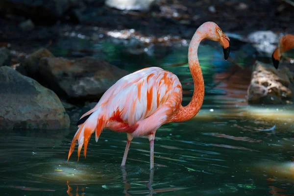 Close View Greater Flamingo Water Rocks Background — Stock Photo, Image