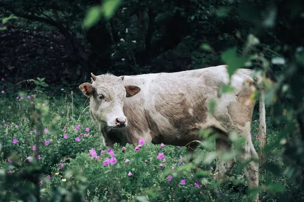 Uma Vaca Marrom Com Pêlo Branco Está Prado Verde Olhando — Fotografia de Stock