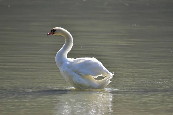 Cisne Branco Nadando Lago — Fotografia de Stock