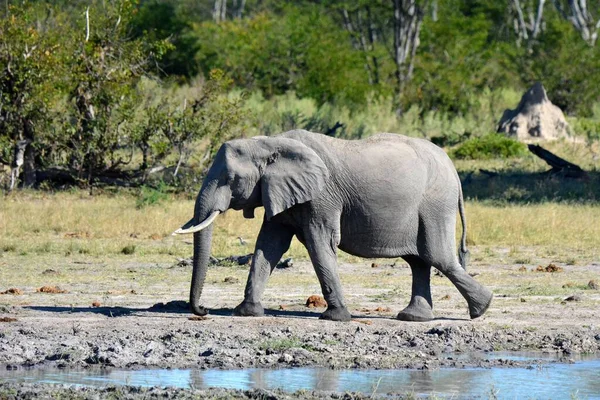 An African elephant at water hole