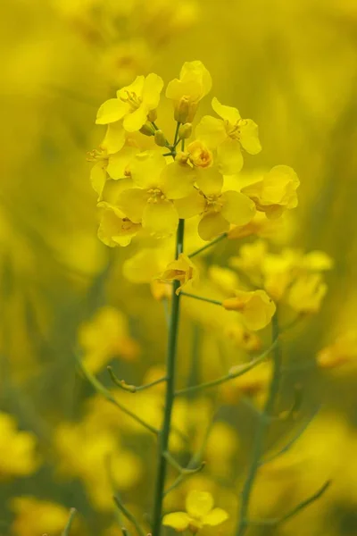 ドイツのフィールドでの菜種計画のソフトフォーカス — ストック写真