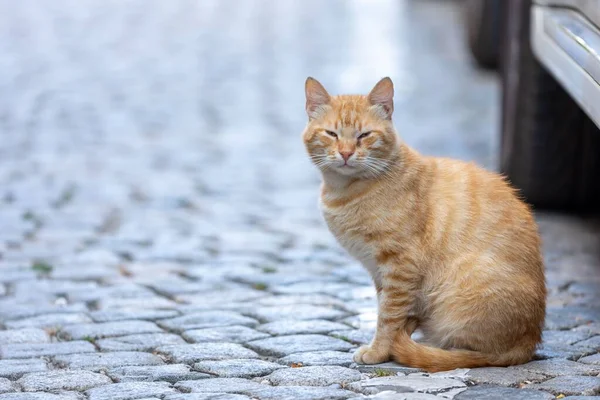 Gatti Strada Ambiente Urbano — Foto Stock