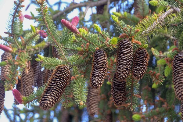 Een Close Shot Van Een Mooie Boom Wazige Achtergrond — Stockfoto