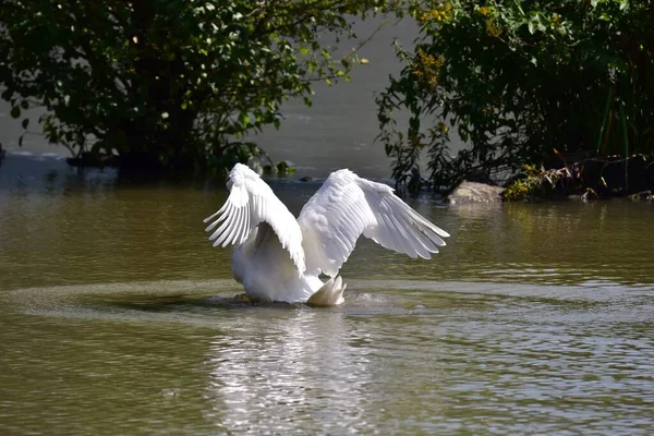 Cygne Blanc Nageant Dans Lac Aux Ailes Ouvertes — Photo