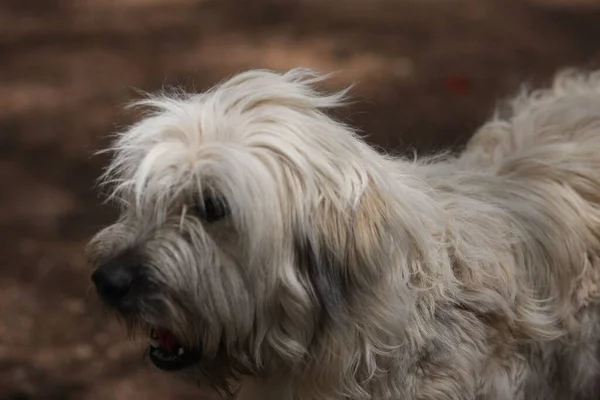 Primer Plano Perro Pastor Catalán Peludo Blanco — Foto de Stock