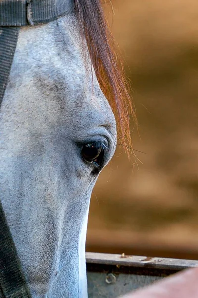 灰色の馬の頭の垂直閉鎖ショット — ストック写真