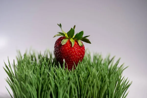 Eine Reife Erdbeere Auf Grünem Gras Isoliert Auf Grauem Hintergrund — Stockfoto