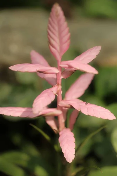 Plan Vertical Une Fleur Aux Pétales Roses Avec Des Plantes — Photo