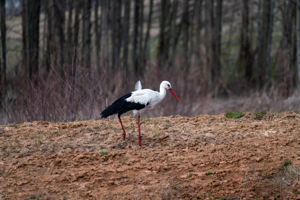 Ein Selektiver Weißstorch Ciconia Ciconia Einem Wald — Stockfoto