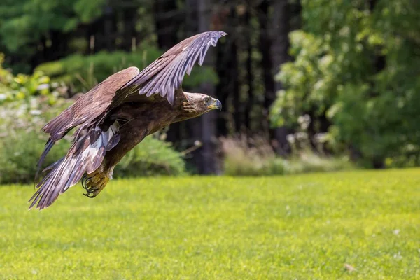 Uma Grande Águia Dourada Voando Através Campo Verde Uma Área — Fotografia de Stock