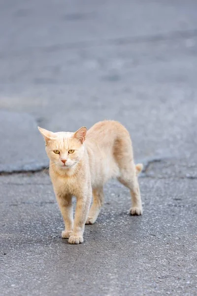 Straßenkatzen Einer Städtischen Umgebung — Stockfoto