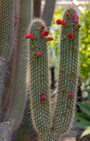 Vertikal Bild Acanthocalycium Klimpelianums — Stockfoto