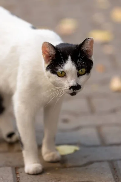 城市环境中的街头猫 — 图库照片